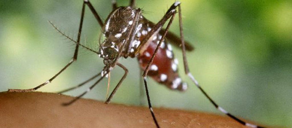 mosq-dengue