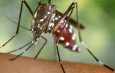 Dengue en Brasil